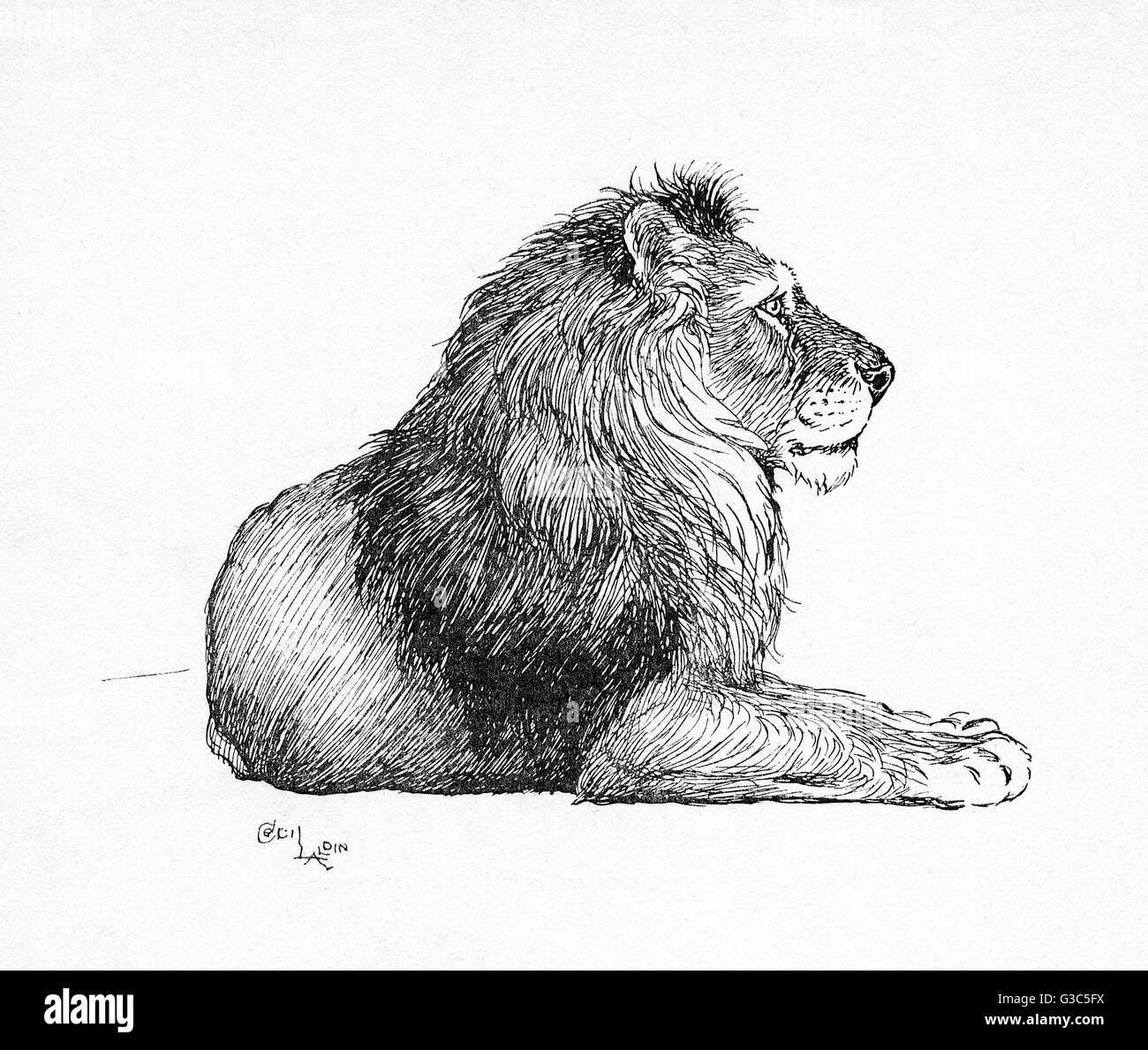 Illustration par Cecil Aldin, le Lion Banque D'Images