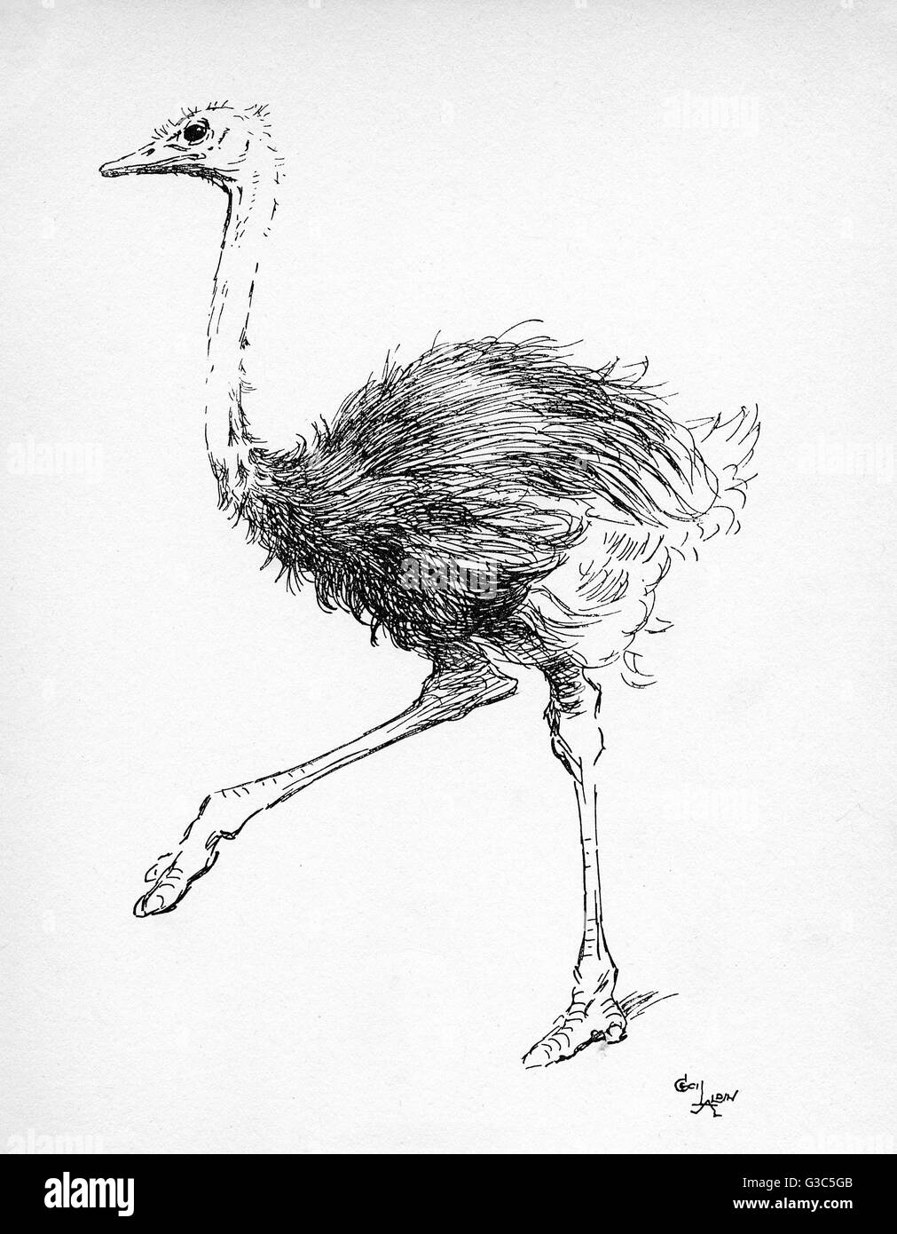 Illustration par Cecil Aldin, l'Ostrich Banque D'Images