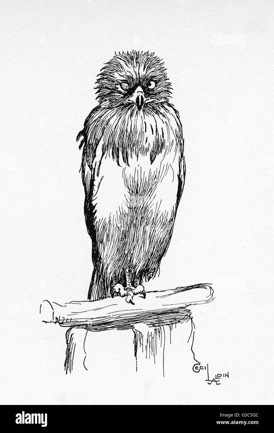Illustration par Cecil Aldin, l'aigle à bout court Banque D'Images
