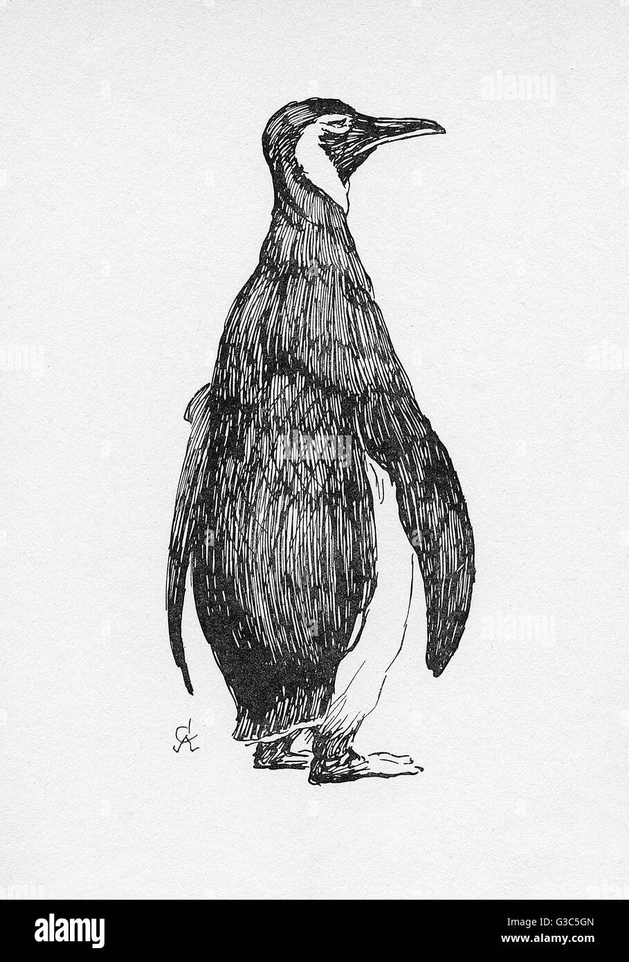 Illustration par Cecil Aldin, le pingouin Banque D'Images