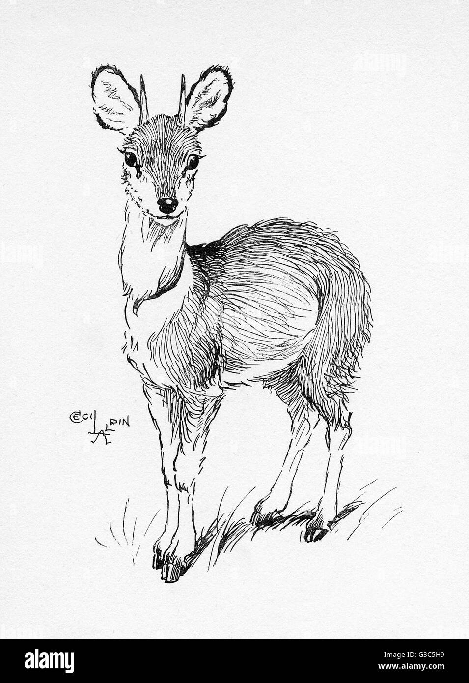 Illustration par Cecil Aldin, le Klipspringer Banque D'Images