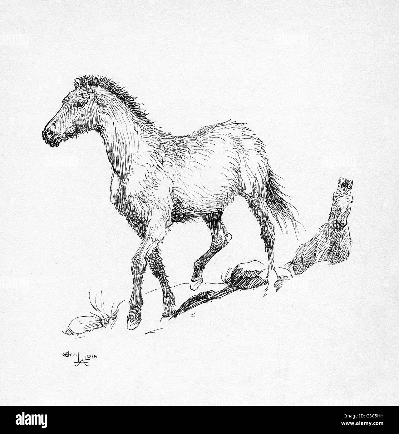 Illustration par Cecil Aldin, deux chevaux Banque D'Images