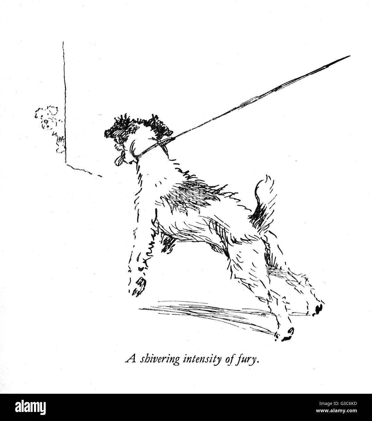 Illustration d'un Sealyham Terrier appelé tas, par Cecil Aldin. Vu ici dans la distance, à la recherche autour d'un coin à un fox terrier à poil dur appelé Rex. Date : 1932 Banque D'Images