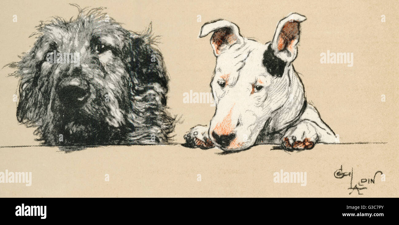 Illustration par Cecil Aldin, Micky et Cracker -- son propre chien, un lévrier irlandais et un Bull Terrier. Date : 1927 Banque D'Images