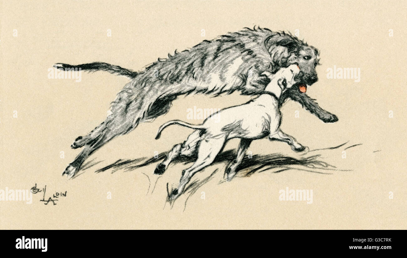 Illustration par Cecil Aldin, Micky et Cracker -- son propre chien, un lévrier irlandais et un Bull Terrier, appréciant leur matin chaotiques. Date : 1927 Banque D'Images
