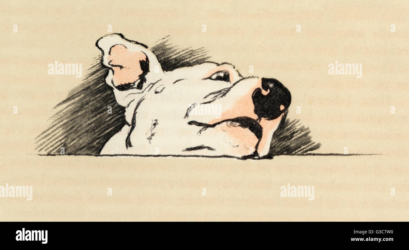 Illustration par Cecil Aldin, Cracker le Bull terrier Banque D'Images