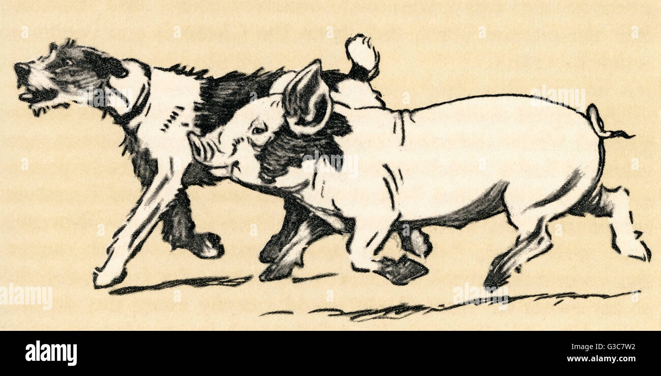 Illustration par Cecil Aldin, terrier et cochon Banque D'Images Illustration par Cecil Aldin, terrier et cochon Banque D'Images