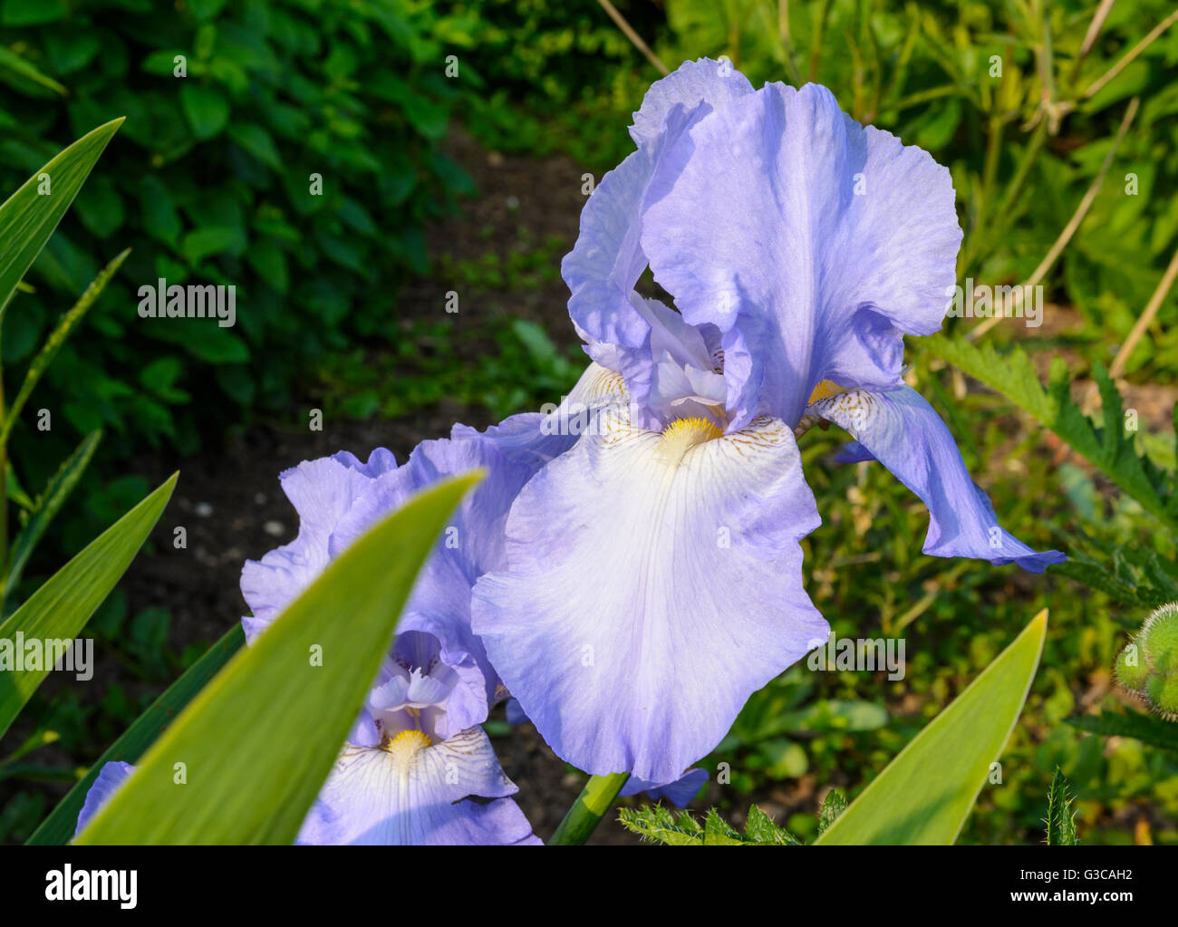 Iris violette culture des fleurs au début de l'été dans le West Sussex, Angleterre, Royaume-Uni. Banque D'Images