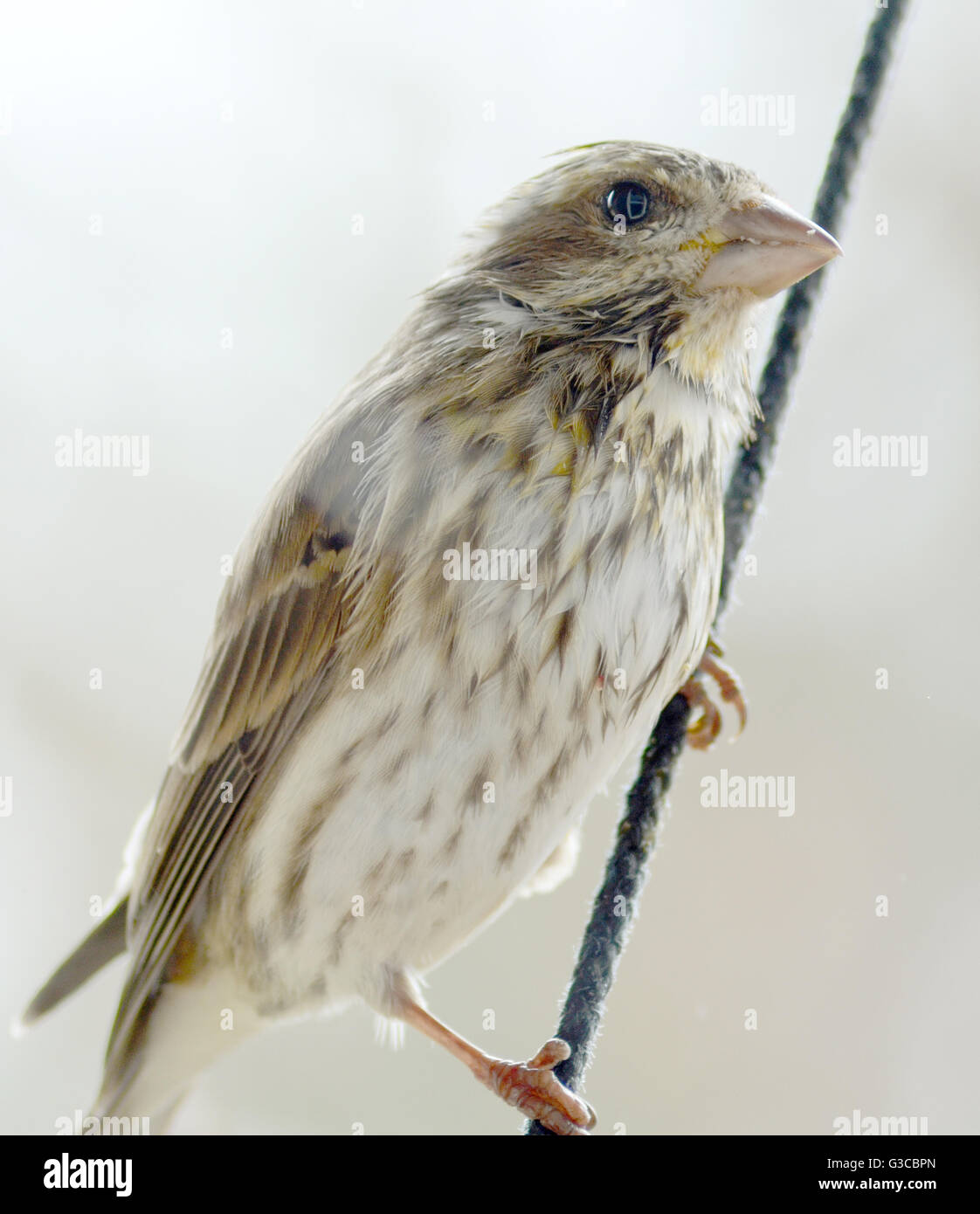 Roselin pourpré, femme Banque D'Images