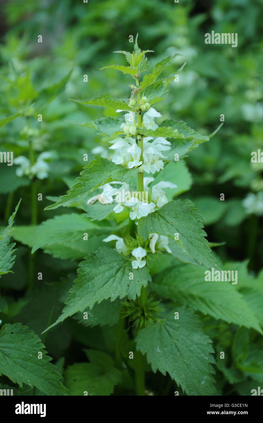 Lamium album, communément appelé ortie blanche ou blanc dead-nettle Banque D'Images