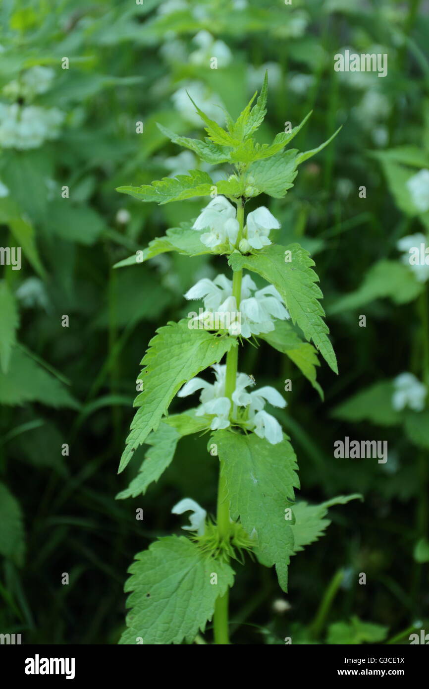 Lamium album, communément appelé ortie blanche ou blanc dead-nettle Banque D'Images