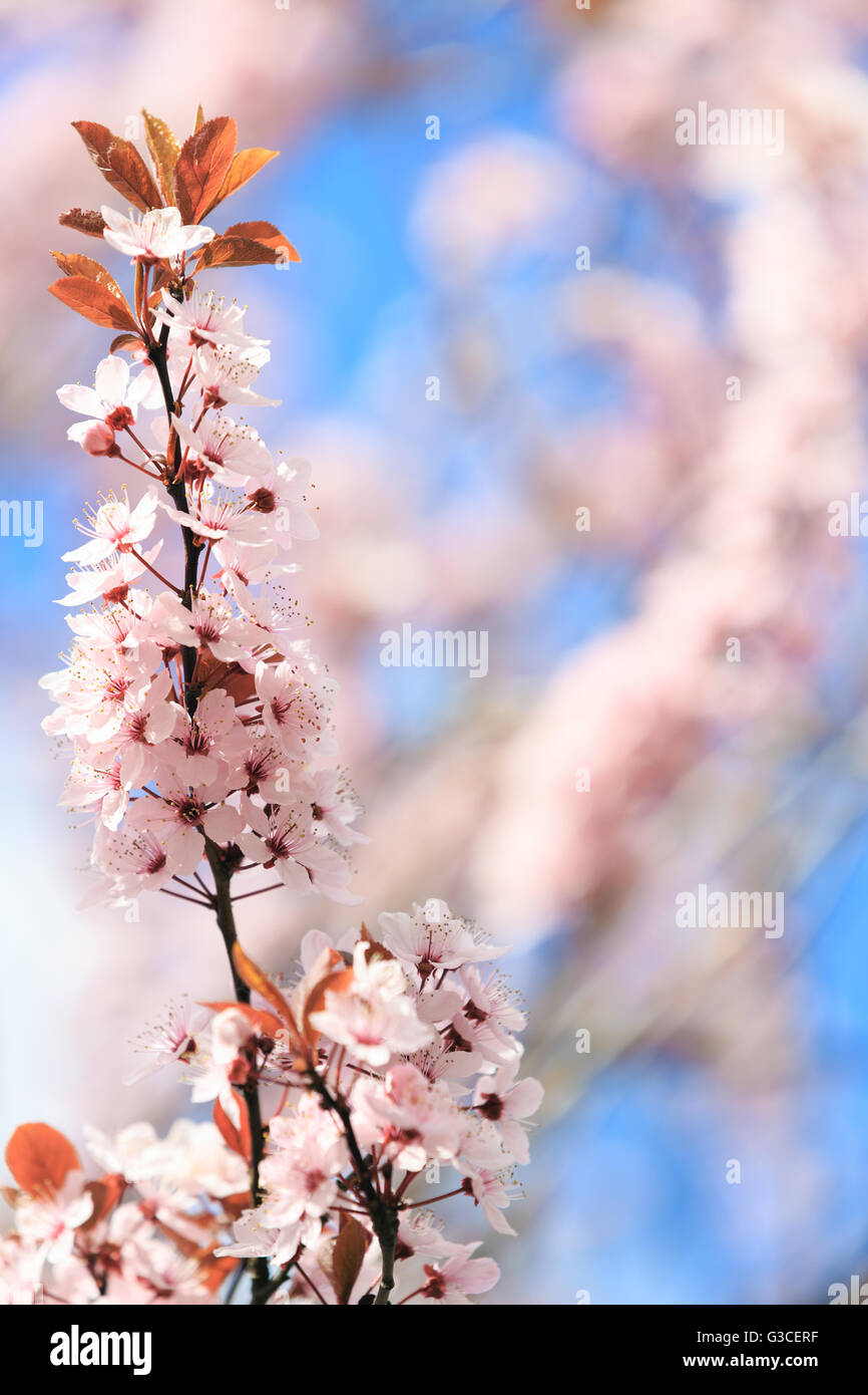 Des fleurs. Floral background,petite profondeur de champ Banque D'Images