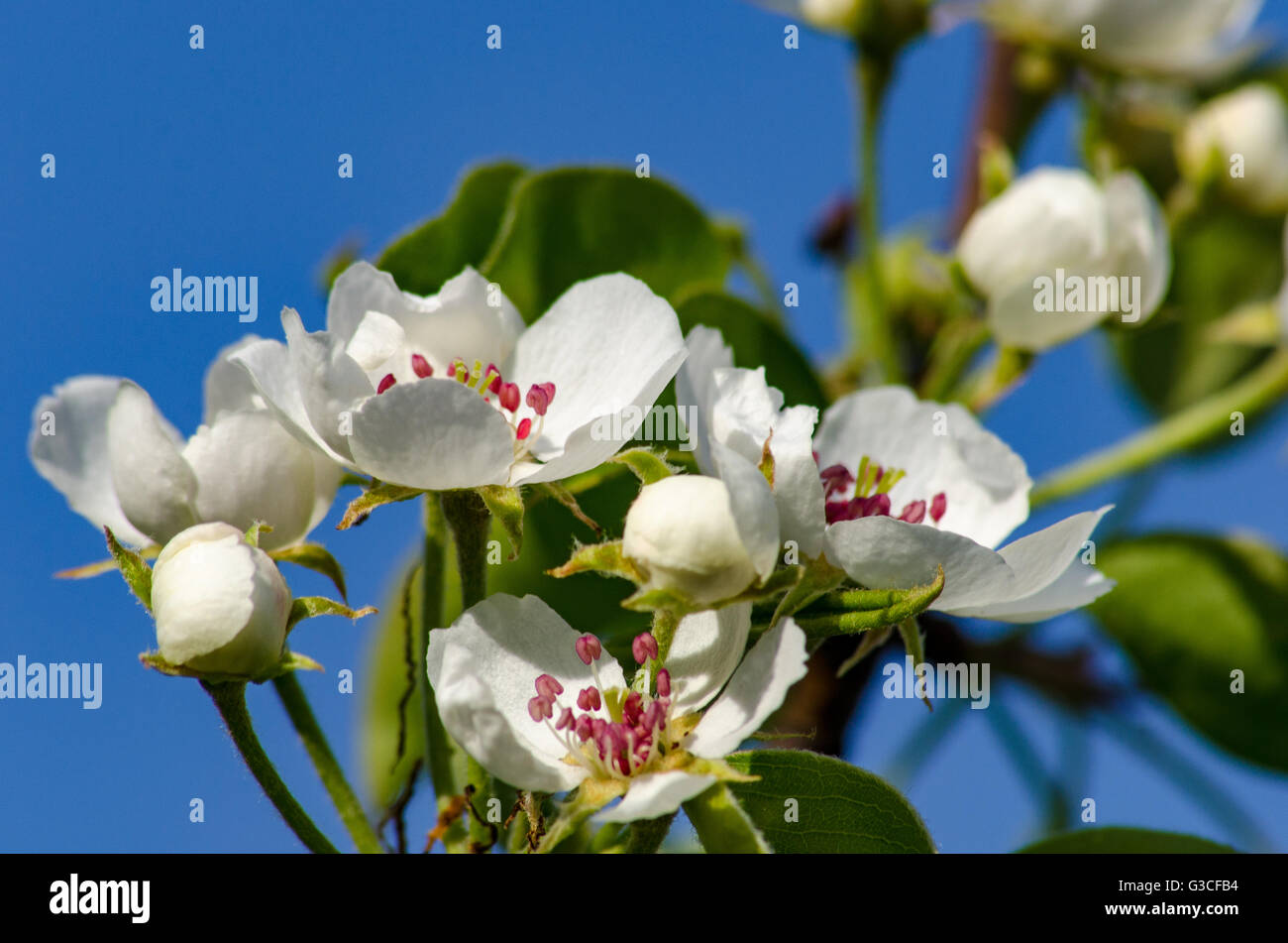 La floraison des arbres fruitiers dans le jardin de printemps sur fond de ciel Banque D'Images