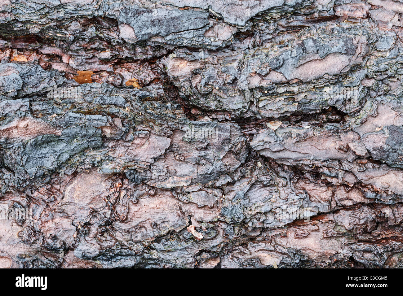 La macro photographie de bois, abstract background Banque D'Images