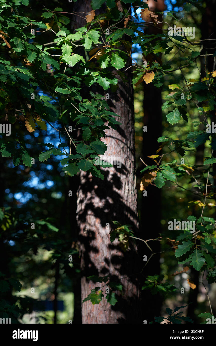 Schernsdorf, Brandebourg, Allemagne, la conservation génétique forest chlaubetaler «Eichen' Banque D'Images