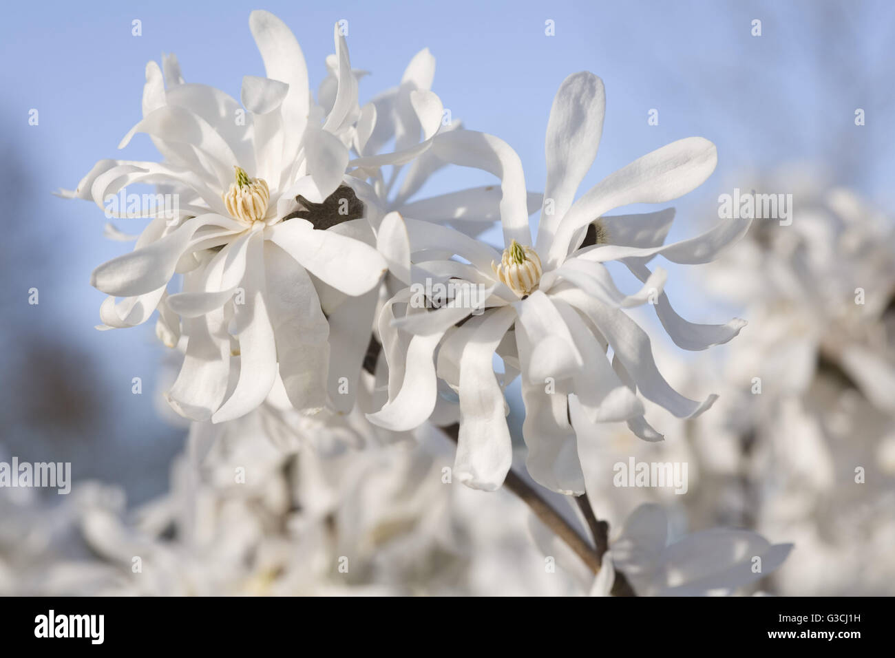 Fleurs blanc Banque D'Images Fleurs blanc Banque D'Images