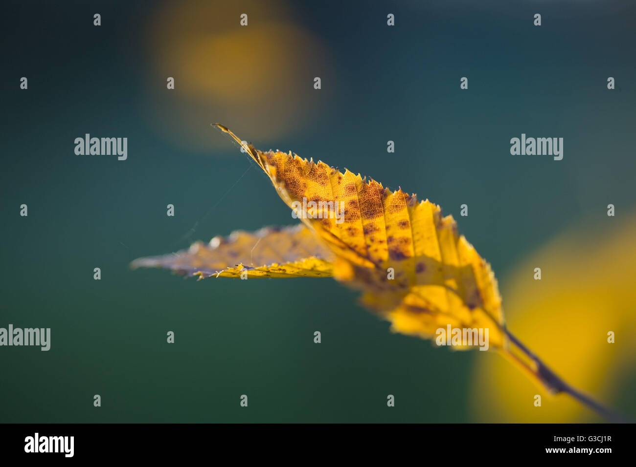 Branche avec les feuilles d'automne charme Banque D'Images