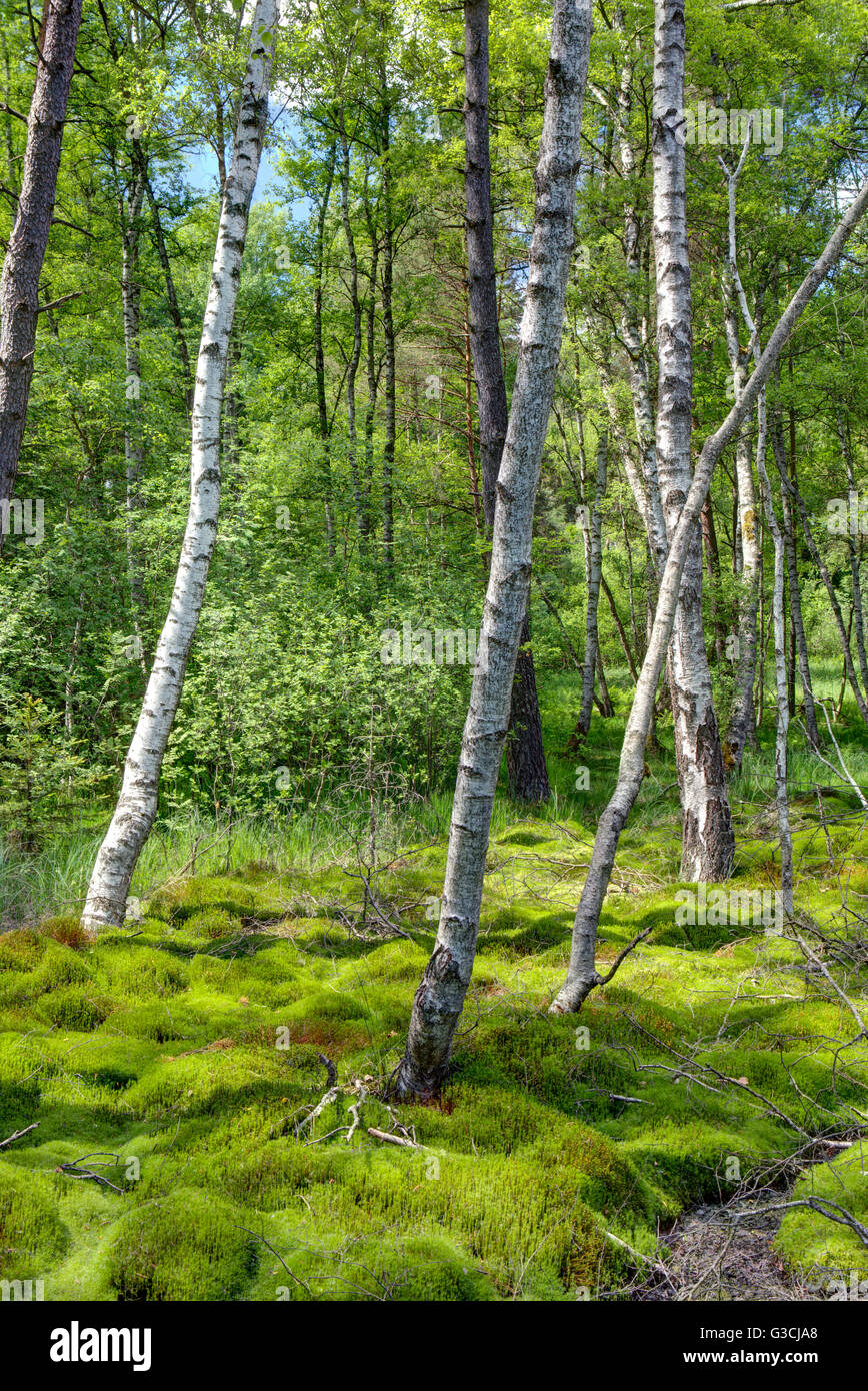 Les bouleaux et de la mousse dans le Schwenninger Moos, Schwenningen, Bade-Wurtemberg, Allemagne, Europe Banque D'Images