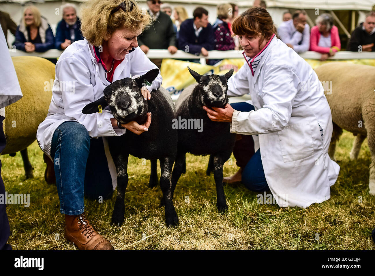 Les moutons sont stabilisés dans l'arène où les meilleurs couples nicheurs sont exposés sur deux jours au Royal Cornwall Show, Wadebridge, Cornwall. Banque D'Images