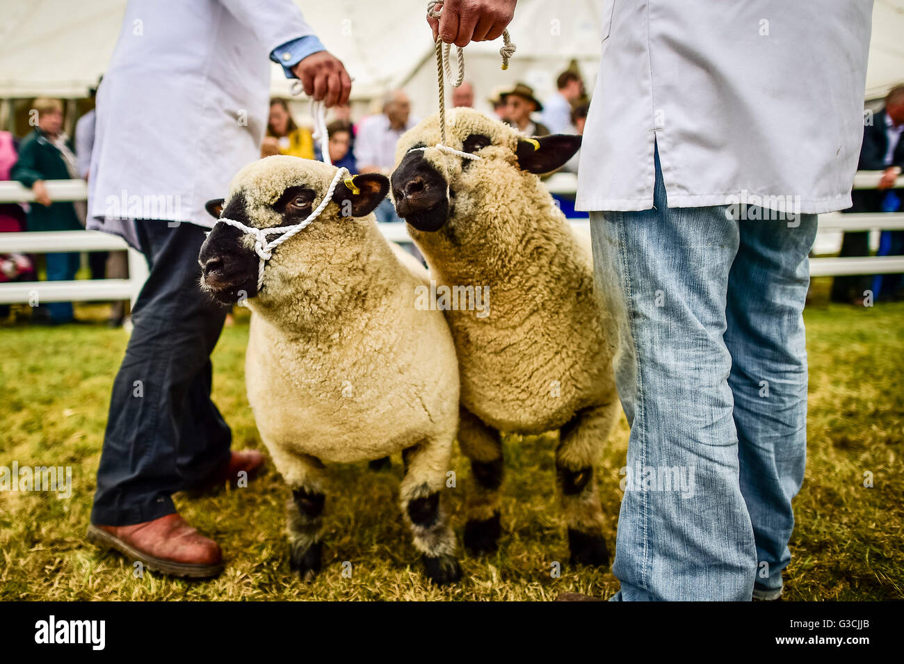 Les moutons sont stabilisés dans l'arène où les meilleurs couples nicheurs sont exposés sur deux jours au Royal Cornwall Show, Wadebridge, Cornwall. Banque D'Images