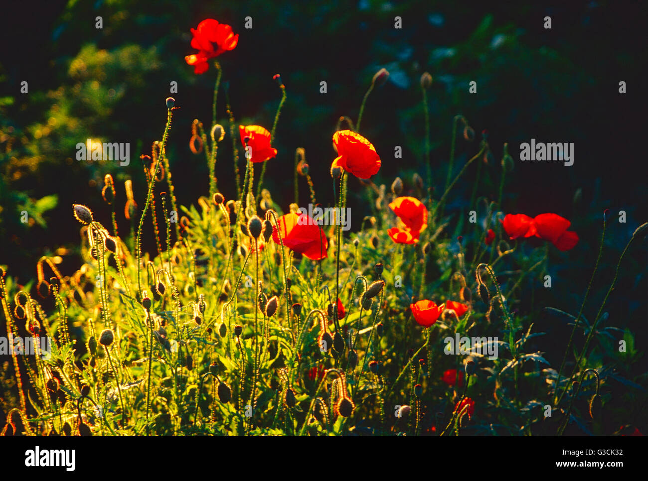 Orange & rouge coquelicots poussant dans Stowe, Vermont ; jardin ; USA Banque D'Images