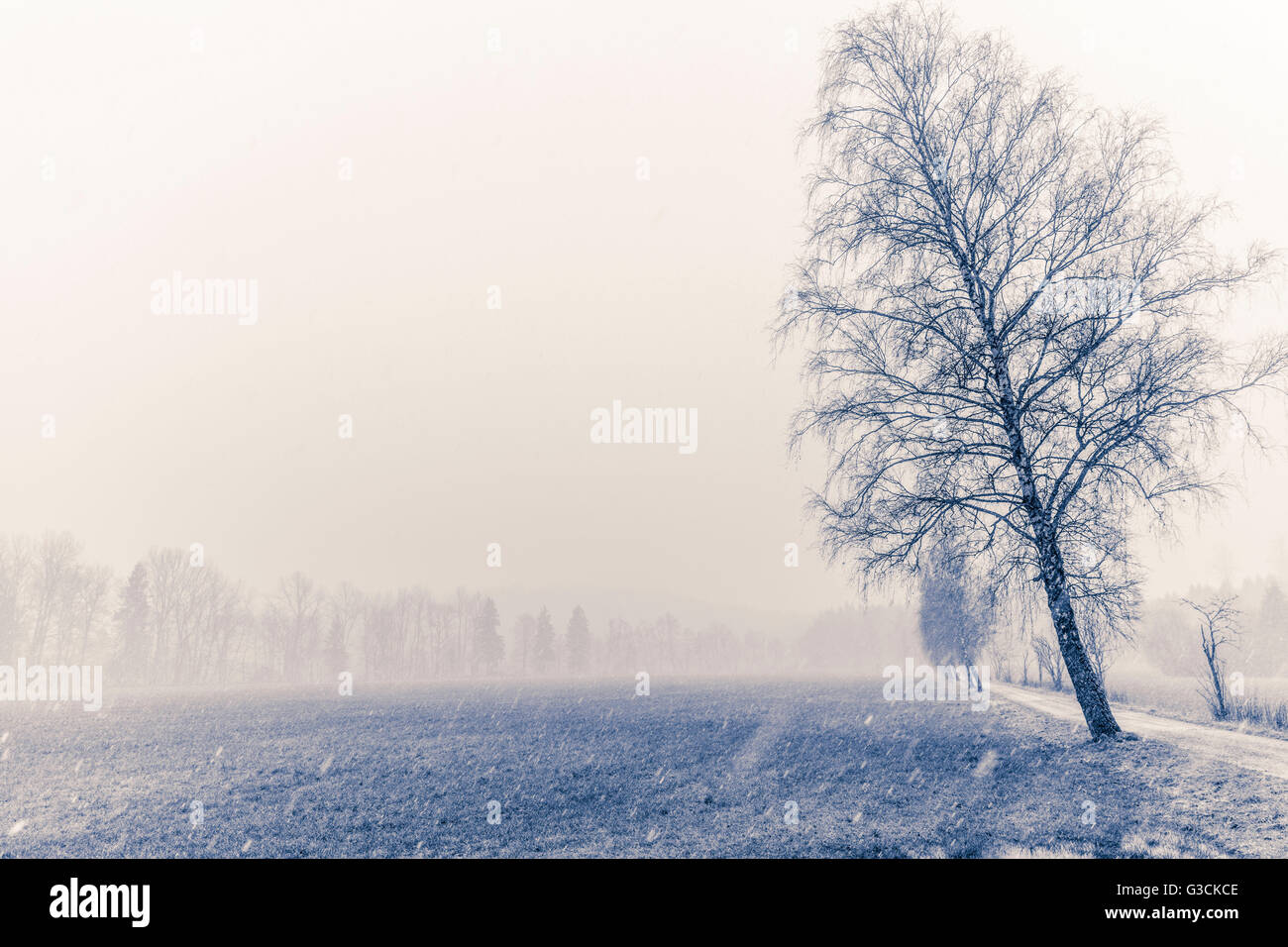 Dans le pays de neige, blanc, hiver, collection, Bavière, Allemagne Banque D'Images