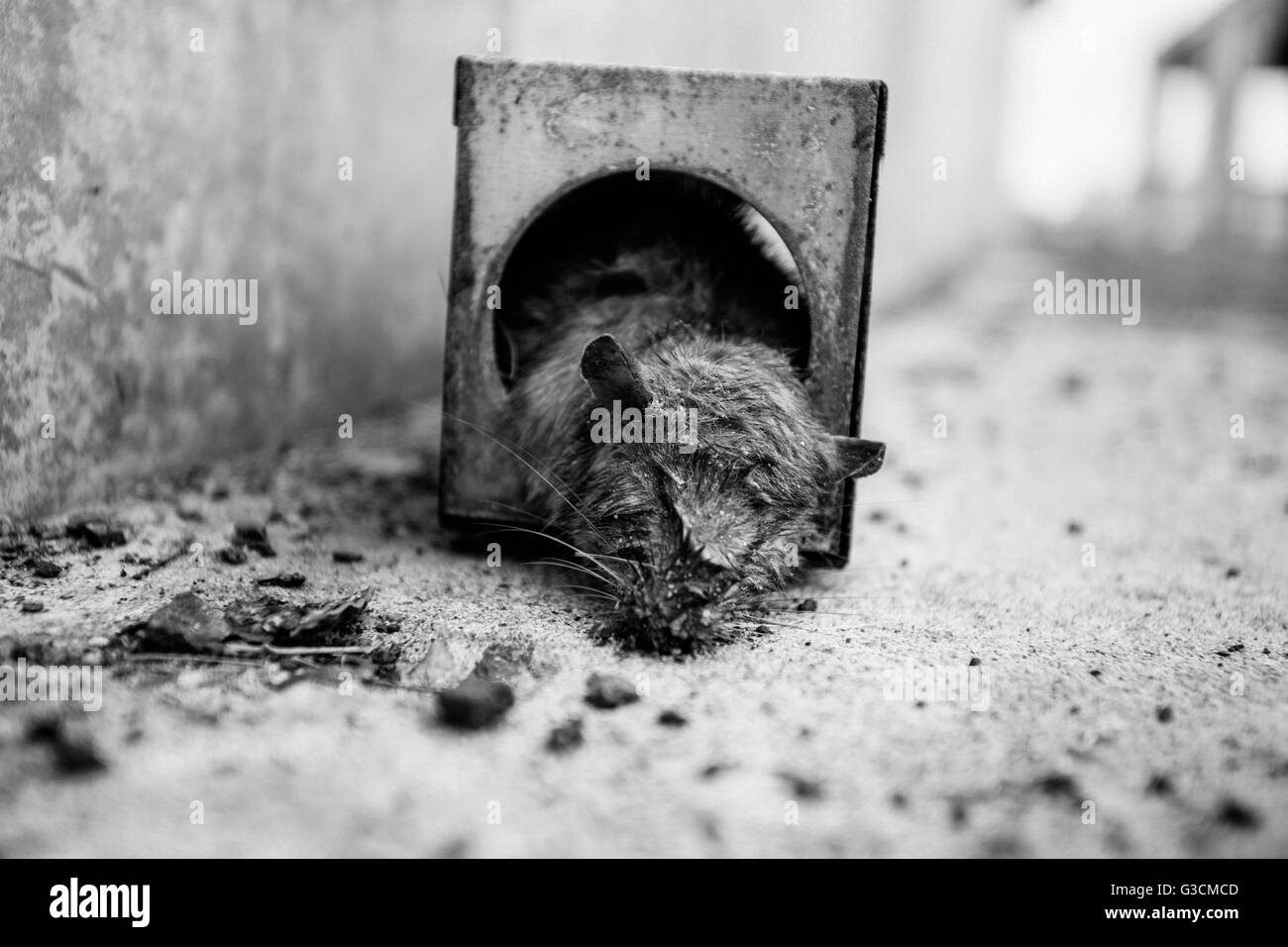 Rat mort dans le piège à rats, Banque D'Images