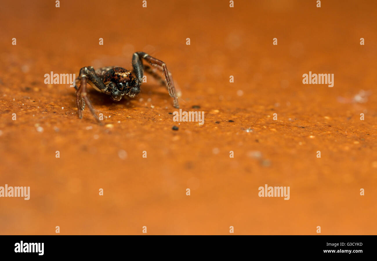 Espèce de crabe Xysticus exécutant spider sur un sol en terre cuite Banque D'Images Espèce de crabe Xysticus exécutant spider sur un sol en terre cuite Banque D'Images