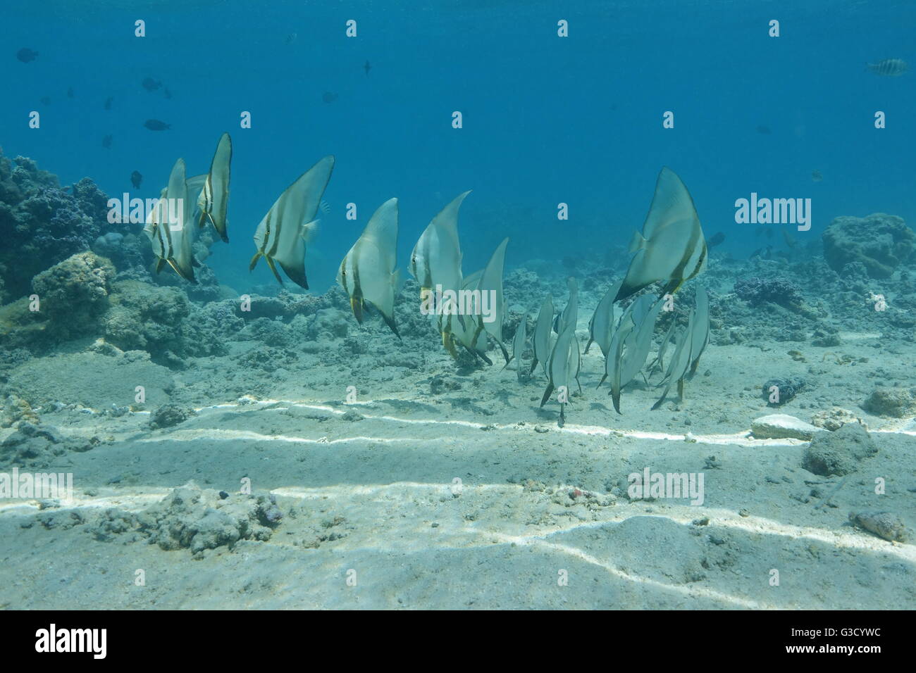 Un banc de poissons, platax orbicularis orbicular batfish, sur les fonds marins, l'océan Pacifique, Polynésie Française Banque D'Images