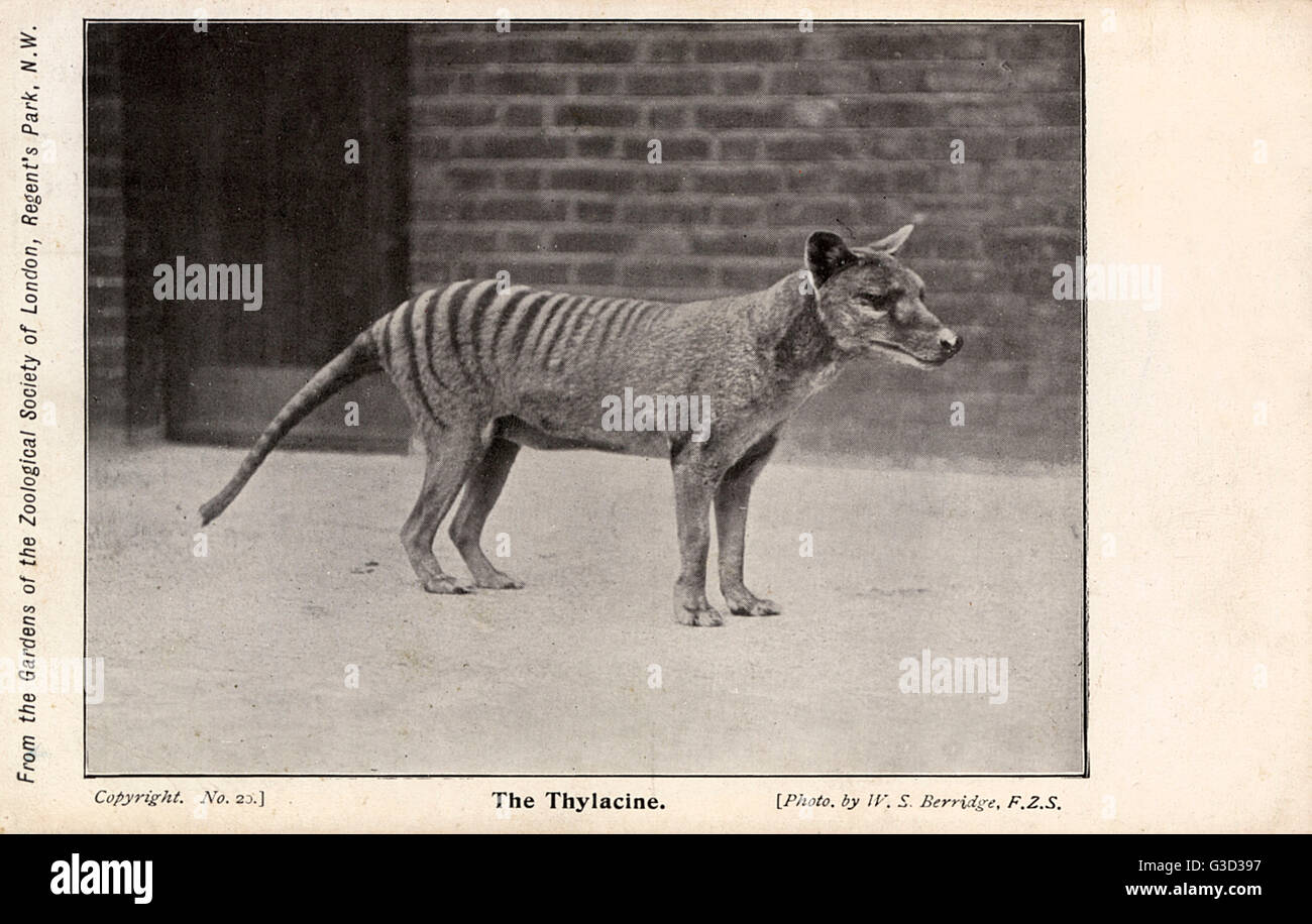 Tasmanian Tiger ou Thylacine (Thylacinus cynocephalus) en captivité dans le Zoo de Londres. On pense que l'espèce éteinte. Plus connu de marsupial carnivore des temps modernes - ont disparu en 1936 - était un prédateur. Date : vers 1910 Banque D'Images
