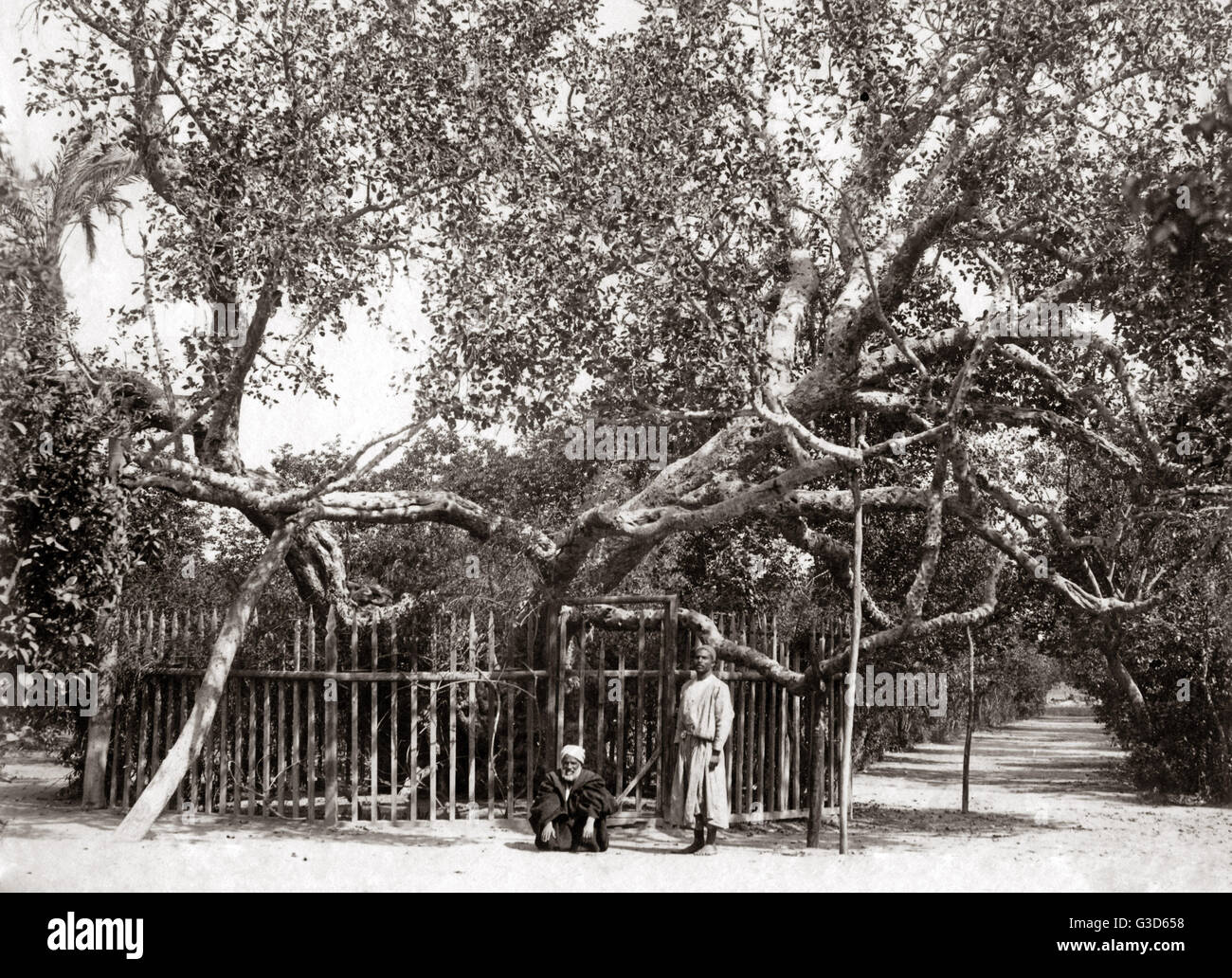 Vieux Olive dans le jardin de Gethsamane 1800s Banque D'Images