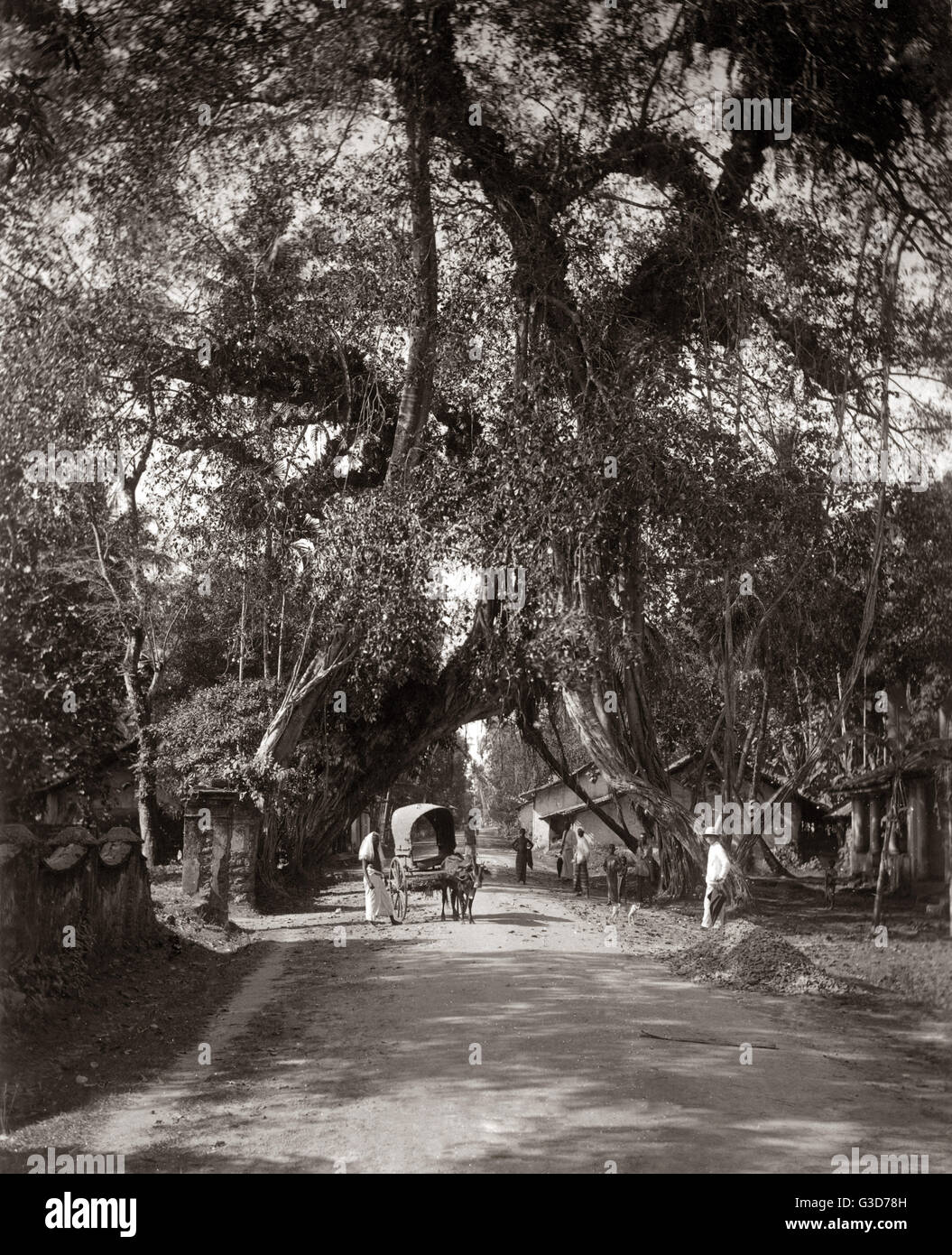 Chariot sur une route de campagne, Ceylan (Sri Lanka) vers 1890 Banque D'Images