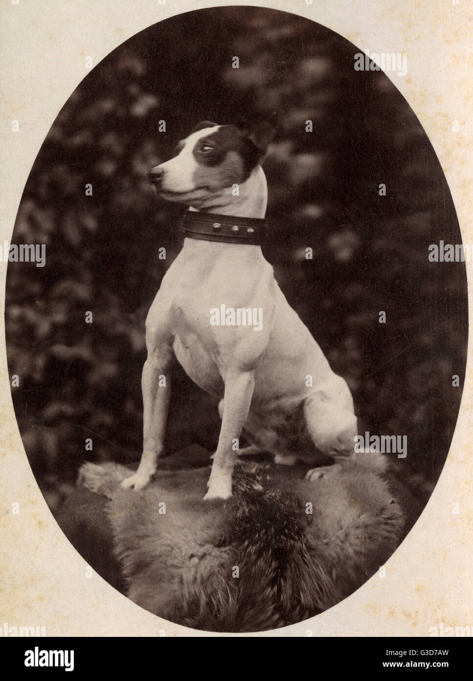 Portrait d'un chien terrier Jack Russell Banque D'Images