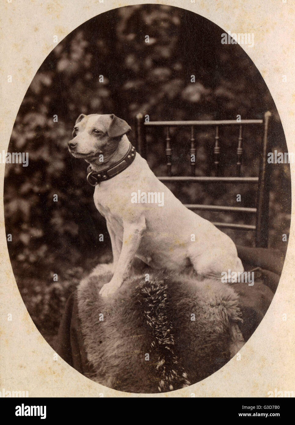 Portrait d'un chien terrier Jack Russell Banque D'Images