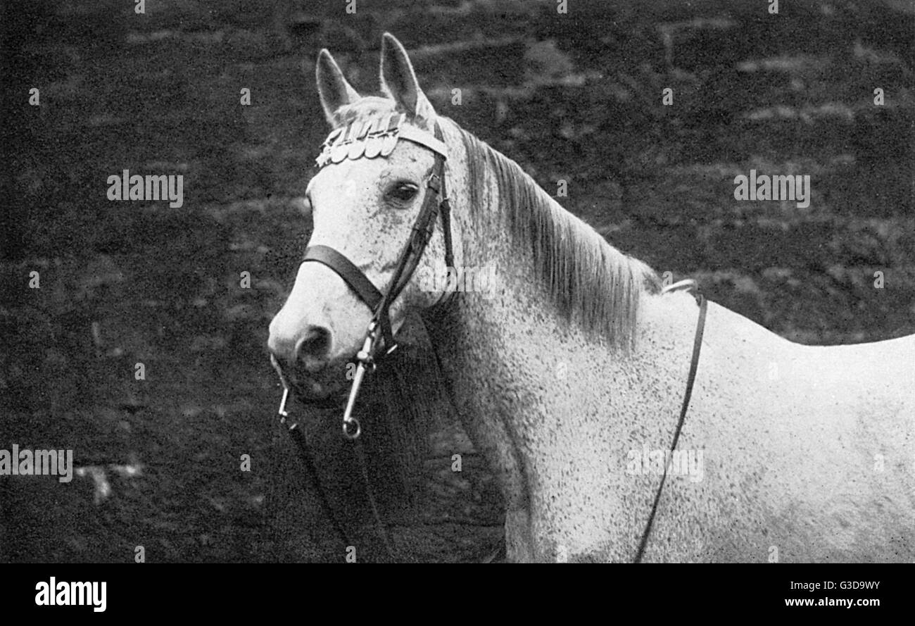 Ragtime, cheval arabe décoré de WW1 médailles Banque D'Images