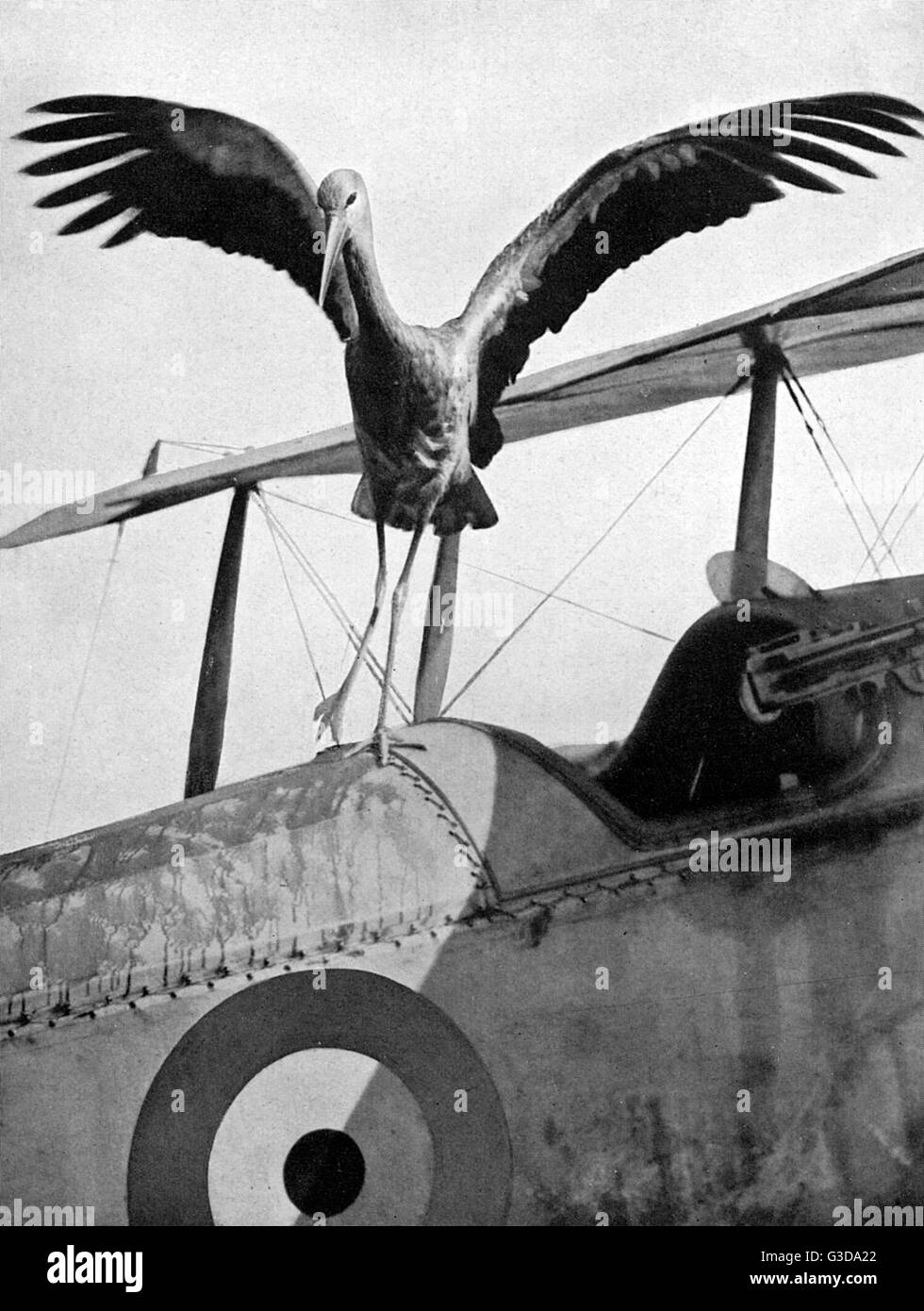 La vie des oiseaux à Salonika : cigogne macédonienne et aréoplane britannique Banque D'Images