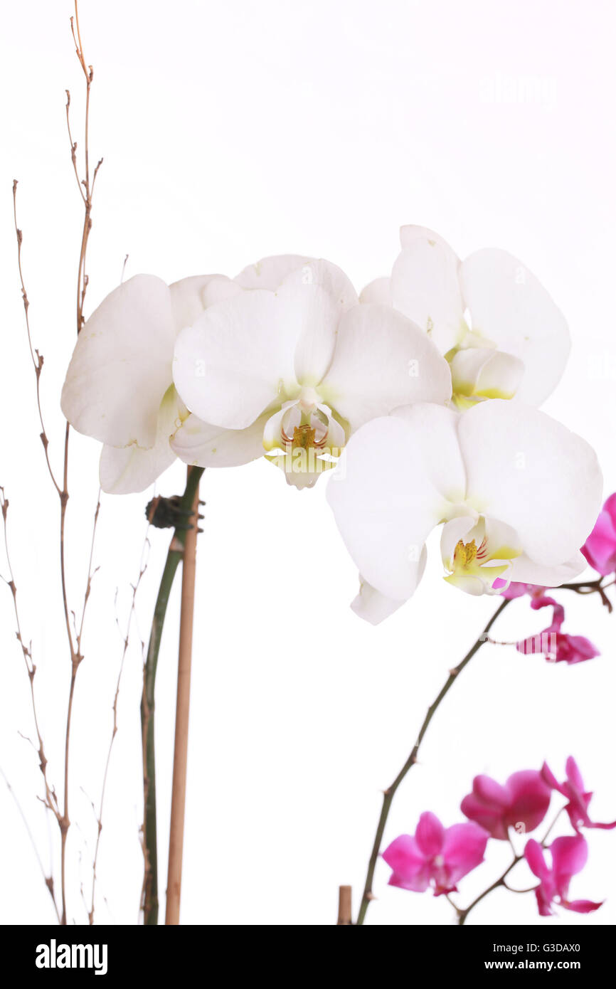 Grandes et petites fleurs orchidée blanche, mauve Photo Stock - Alamy