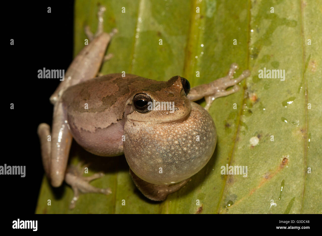 Les pinèdes mâle dans un treefrog Hyla - chorus reproduction fémorale Banque D'Images