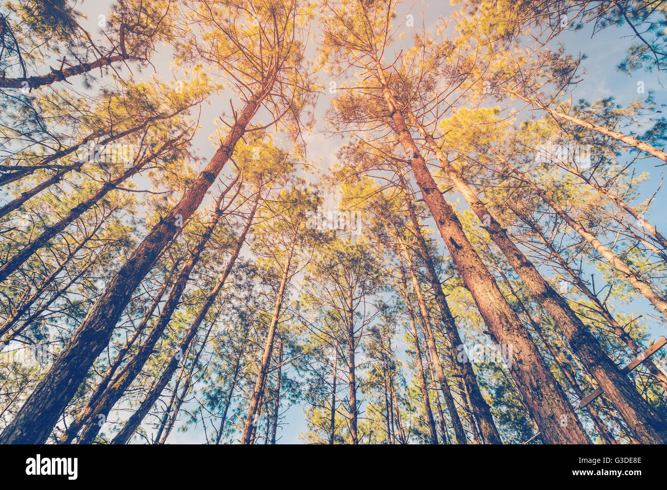 Pine Tree en forêt naturelle et de la lumière du soleil avec vintage tone. Banque D'Images