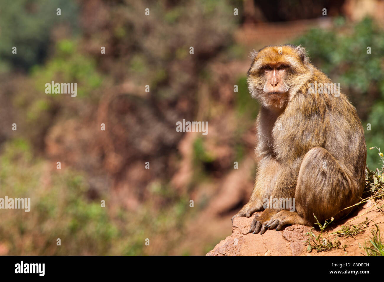 Macaque de Barbarie Macaques de Barbarie, Macaca sylvanus ou magot à Ouzoud ( Cascades d'Ouzoud ) Atlas Maroc Banque D'Images