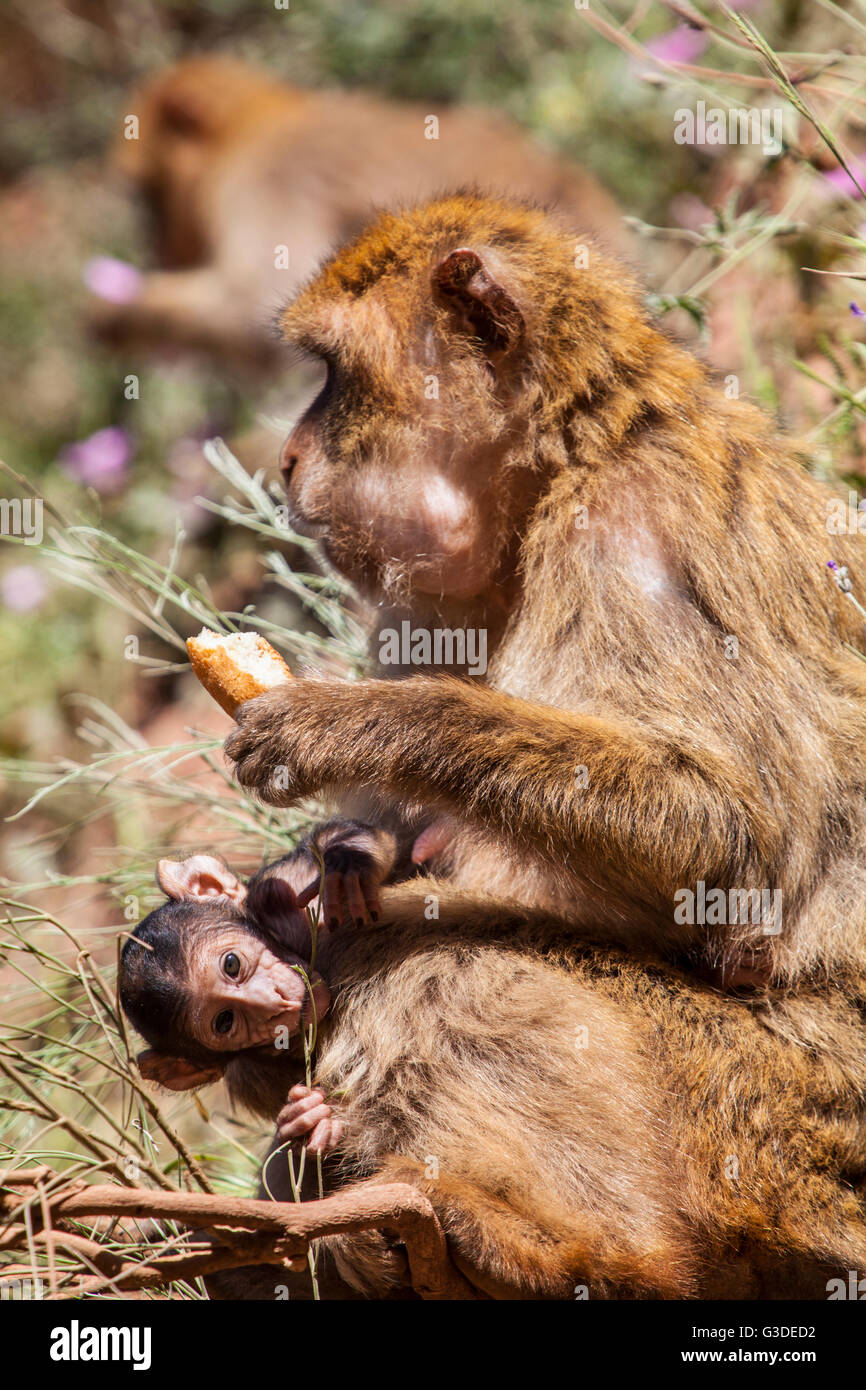 Macaque de Barbarie Macaques de Barbarie, Macaca sylvanus ou magot à — free download
