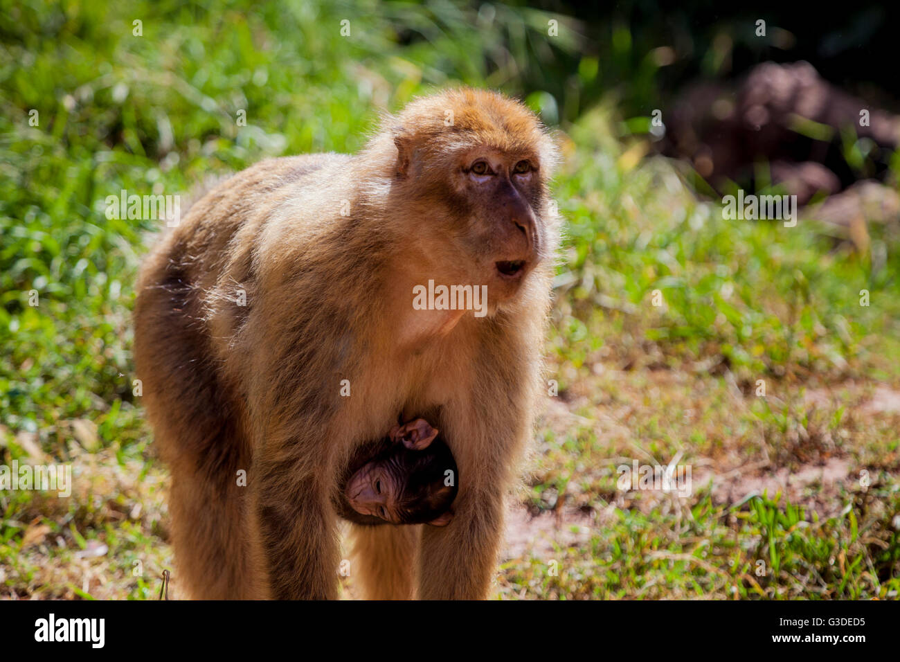 Macaque de Barbarie Macaques de Barbarie, Macaca sylvanus ou magot à — free download