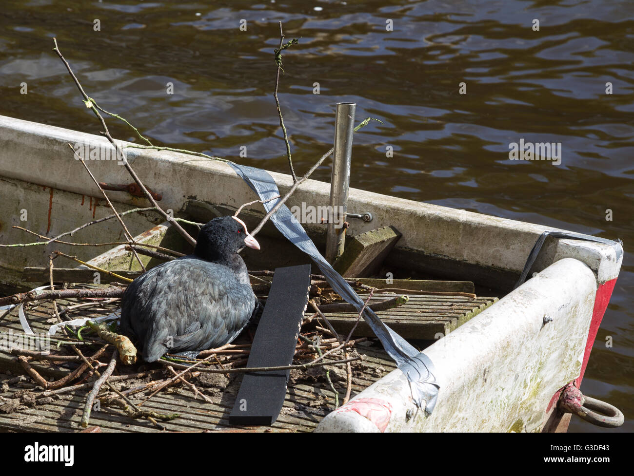 Foulque macroule (Fulica atra) nichant sur un vieux bateau sur un canal dans le centre-ville d'Amsterdam, Pays-Bas. Banque D'Images