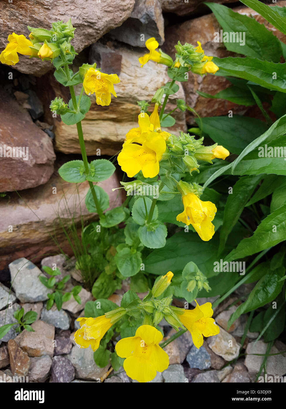 Gauklerblume, Mimulus aurantiacus, gelbe Bluete,,,, Affenblume Wasserpflanze Banque D'Images