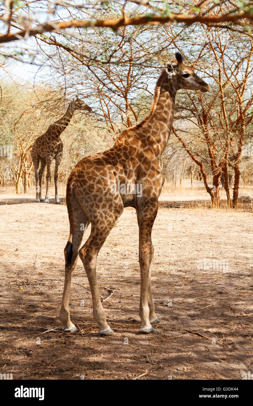 Mignon Bebe Girafe Au Senegal Avec La Mere Debout Dans L Arriere Plan Photo Stock Alamy