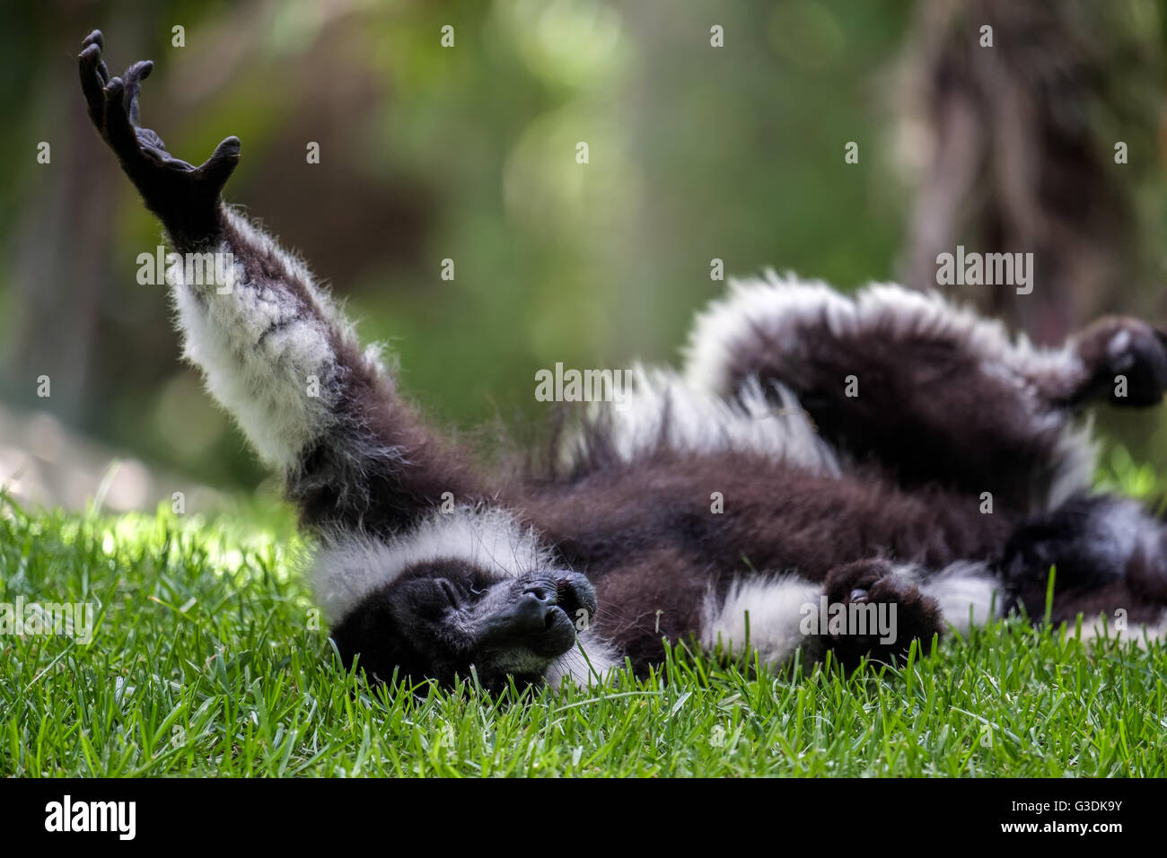 Noir et blanc de la Gélinotte Lemur (Le Varecia variegata) Banque D'Images