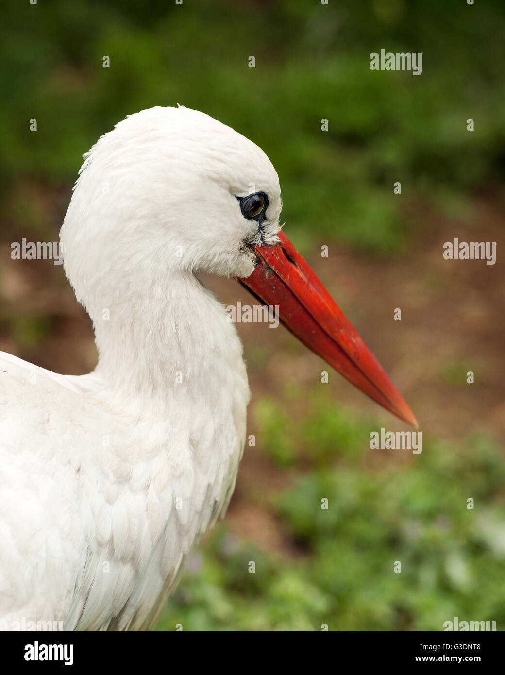 Close up portrait of white stork Banque D'Images