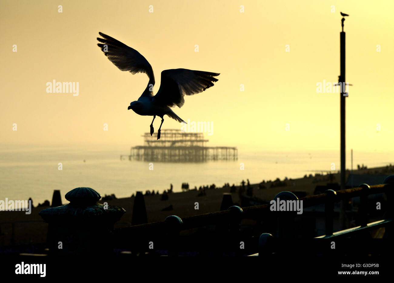 Une mouette est silhouetté contre le ciel du soir, avec les ruines de Brighton West Pier dans l'arrière-plan Banque D'Images