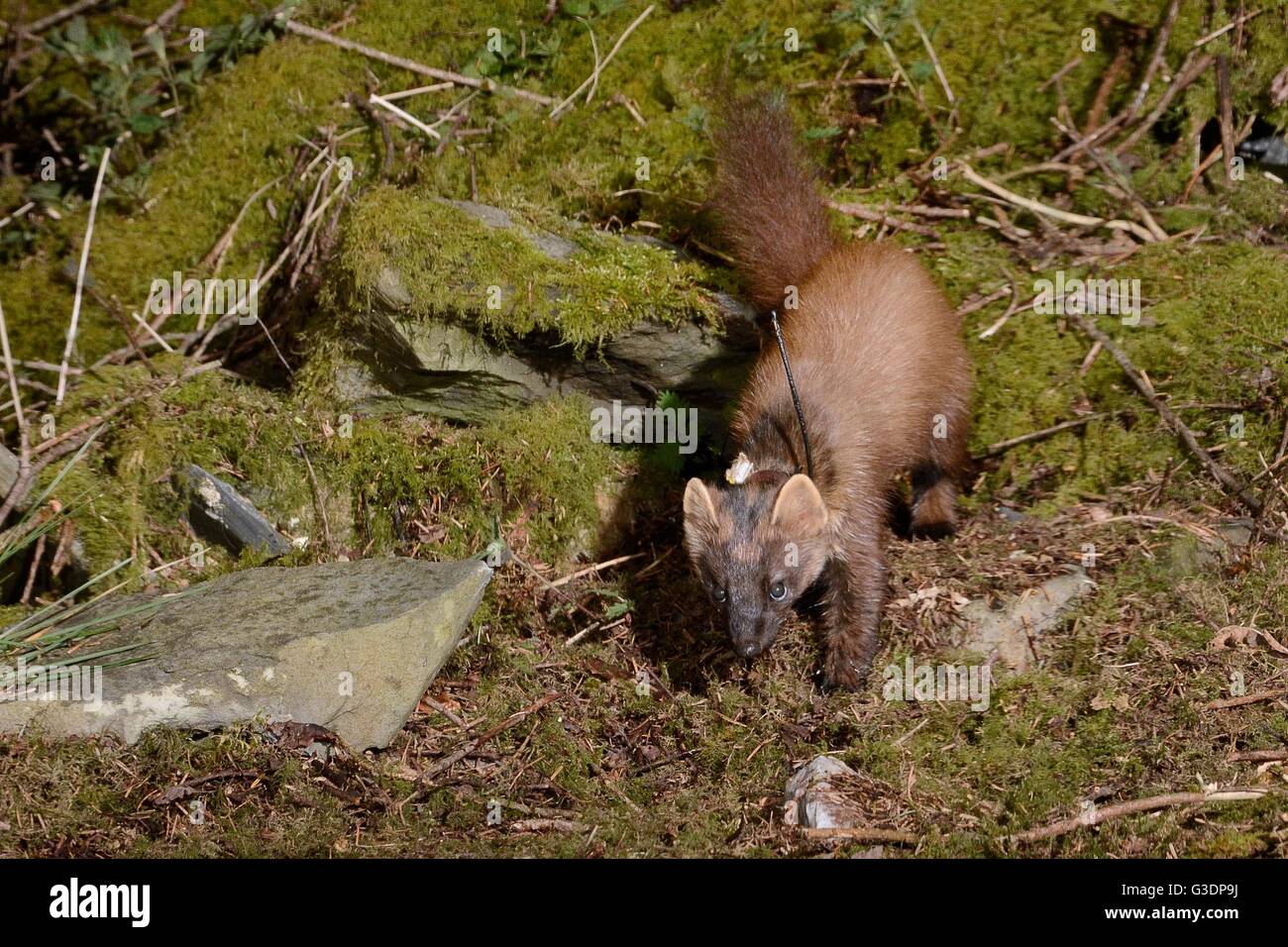 Femelle d'un collier-émetteur Martre des pins (Martes martes) réintroduits dans le pays de Galles par l'Vincent Wildlife Trust en quête de nuit. Banque D'Images