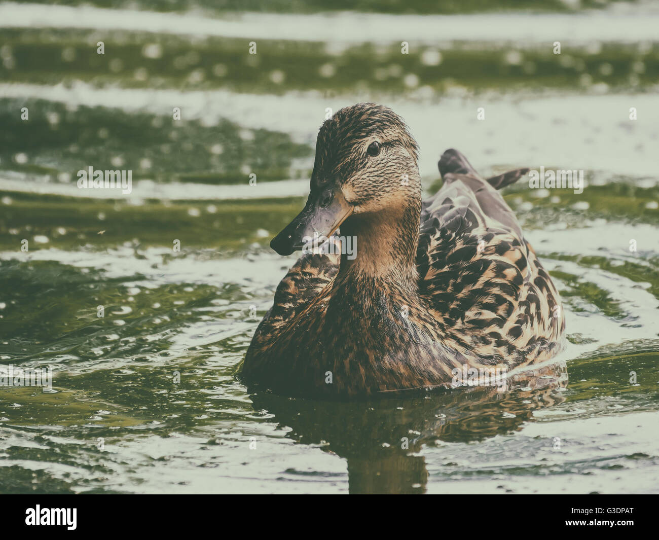 Wild Duck femelle sur l'eau de natation Banque D'Images